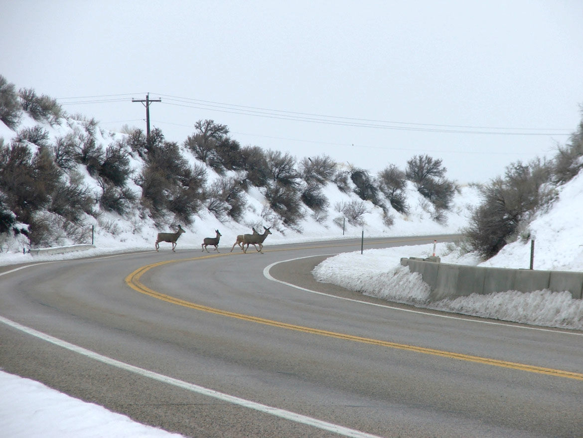 Mule deer cross Highway 21
